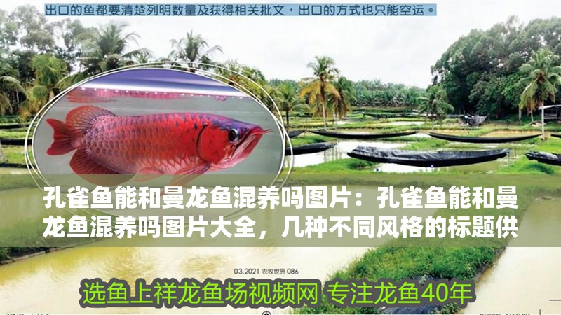 孔雀魚能和曼龍魚混養嗎圖片：孔雀魚能和曼龍魚混養嗎圖片大全，幾種不同風格的標題供你參考，，孔雀魚與曼龍魚混養可行性全解析及圖片集錦，揭秘，孔雀魚能否和曼龍魚和諧混養？海量圖片展示，直觀呈現！孔雀魚、曼龍魚混養情況圖片大全 孔雀魚能和曼龍魚混養嗎圖片：孔雀魚能和曼龍魚混養嗎圖片大全，幾種不同風格的標題供你參考，，孔雀魚與曼龍魚混養可行性全解析及圖片集錦，揭秘，孔雀魚能否和曼龍魚和諧混養？海量圖片展示，直觀呈現！孔雀魚、曼龍魚混養情況圖片大全 水族問答