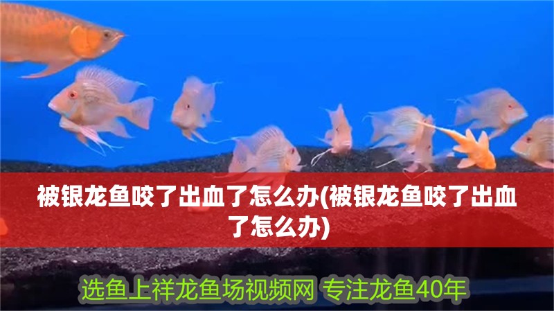 被銀龍魚咬了出血了怎么辦(被銀龍魚咬了出血了怎么辦)