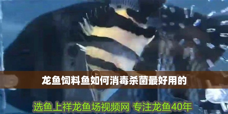 龍魚飼料魚如何消毒殺菌最好用的
