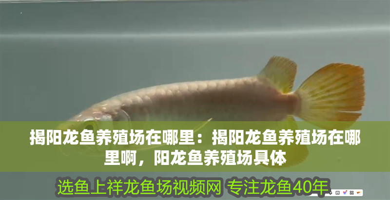 揭陽龍魚養殖場在哪里：揭陽龍魚養殖場在哪里啊，陽龍魚養殖場具體