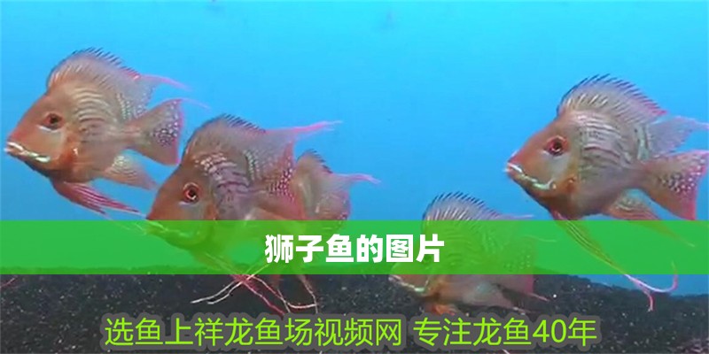 獅子魚的圖片 獅子魚的圖片 龍魚論壇