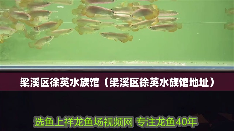 梁溪區(qū)徐英水族館（梁溪區(qū)徐英水族館地址） 梁溪區(qū)徐英水族館（梁溪區(qū)徐英水族館地址） 全國水族館企業(yè)名錄 第2張