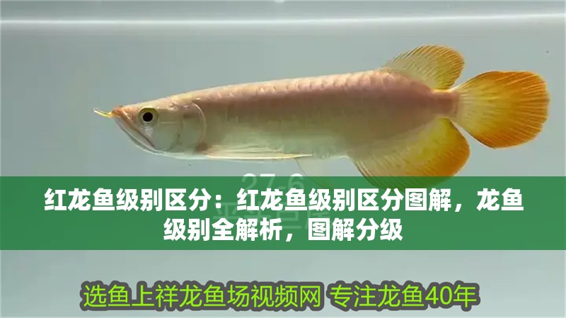 紅龍魚級別區(qū)分：紅龍魚級別區(qū)分圖解，龍魚級別全解析，圖解分級