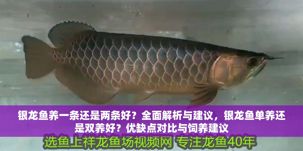 銀龍魚養一條還是兩條好？全面解析與建議，銀龍魚單養還是雙養好？優缺點對比與飼養建議
