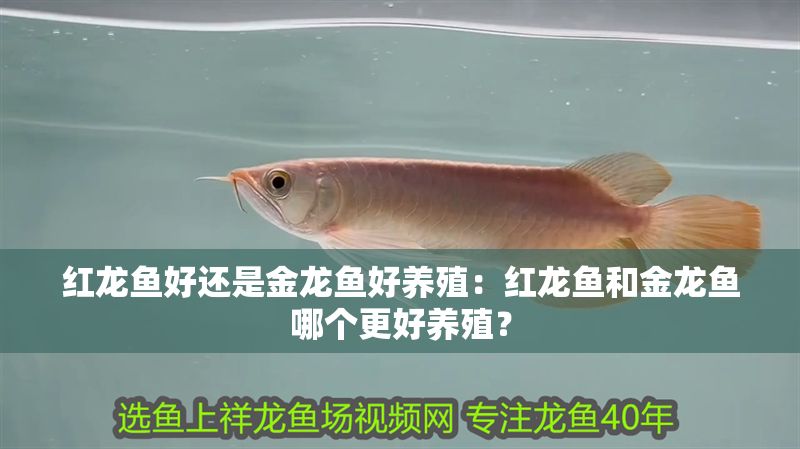紅龍魚好還是金龍魚好養(yǎng)殖：紅龍魚和金龍魚哪個更好養(yǎng)殖？