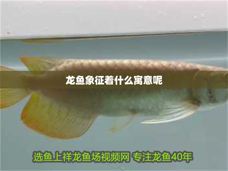 龍魚象征著什么寓意呢 龍魚百科 第2張 龍魚象征著什么寓意呢 龍魚象征著什么寓意呢 龍魚百科 第2張