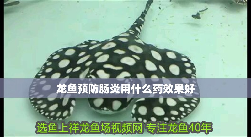 龍魚預防腸炎用什么藥效果好