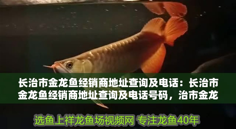 長治市金龍魚經銷商地址查詢及電話：長治市金龍魚經銷商地址查詢及電話號碼，治市金龍魚經銷商地址與電話
