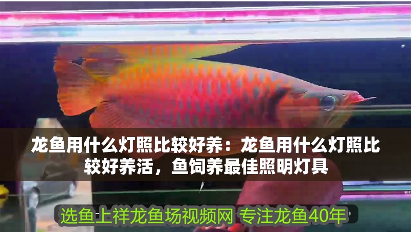 龍魚用什么燈照比較好養：龍魚用什么燈照比較好養活，魚飼養最佳照明燈具 龍魚用什么燈照比較好養：龍魚用什么燈照比較好養活，魚飼養最佳照明燈具 水族問答