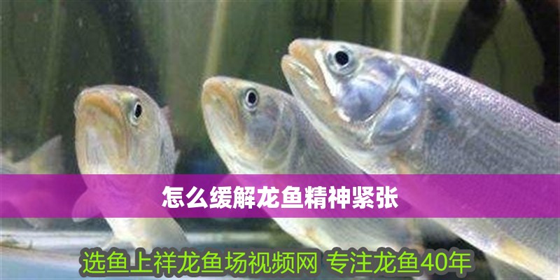 怎么緩解龍魚精神緊張