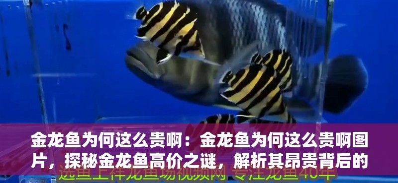 金龍魚為何這么貴啊：金龍魚為何這么貴啊圖片，探秘金龍魚高價之謎，解析其昂貴背后的多重因素