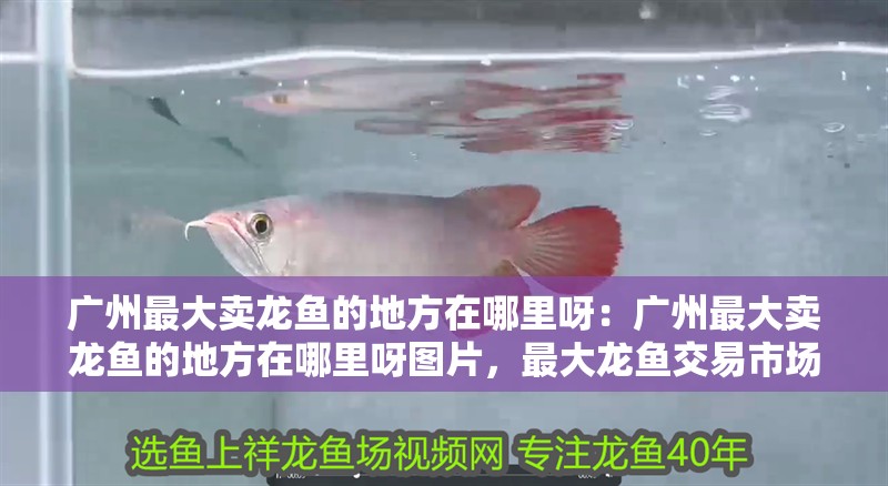 廣州最大賣龍魚的地方在哪里呀:廣州最大賣龍魚的地方在哪里呀圖片,最大龍魚交易市場 水族問答 廣州最大賣龍魚的地方在哪里呀:廣州最大賣龍魚的地方在哪里呀圖片,最大龍魚交易市場 廣州最大賣龍魚的地方在哪里呀:廣州最大賣龍魚的地方在哪里呀圖片,最大龍魚交易市場 水族問答