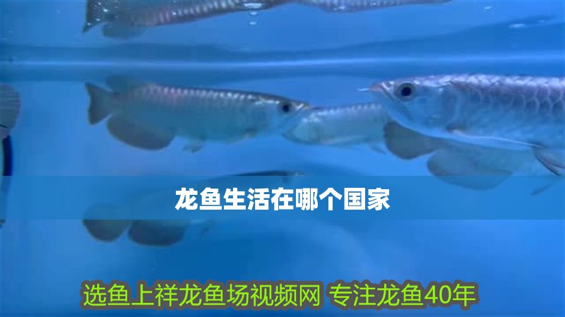 龍魚生活在哪個國家 龍魚百科 第2張 龍魚生活在哪個國家 龍魚生活在哪個國家 龍魚百科 第2張