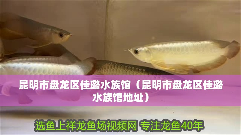 昆明市盤龍區(qū)佳璐水族館(昆明市盤龍區(qū)佳璐水族館地址) 全國水族館企業(yè)名錄 第2張 昆明市盤龍區(qū)佳璐水族館(昆明市盤龍區(qū)佳璐水族館地址) 昆明市盤龍區(qū)佳璐水族館(昆明市盤龍區(qū)佳璐水族館地址) 全國水族館企業(yè)名錄 第2張
