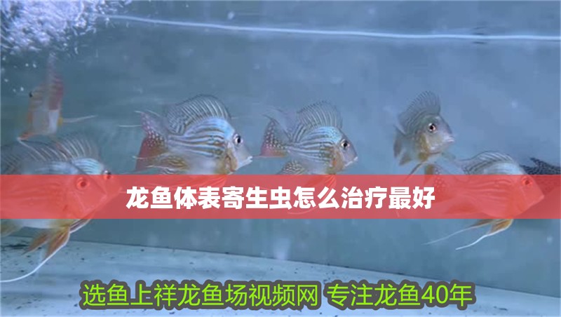 龍魚體表寄生蟲怎么治療最好