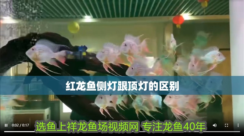 紅龍魚側燈跟頂燈的區別