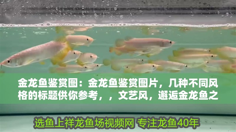 金龍魚鑒賞圖：金龍魚鑒賞圖片，幾種不同風格的標題供你參考，，文藝風，邂逅金龍魚之美，絕美鑒賞圖集，直白風，金龍魚高清鑒賞圖片大賞，吸睛風，震撼！超清
