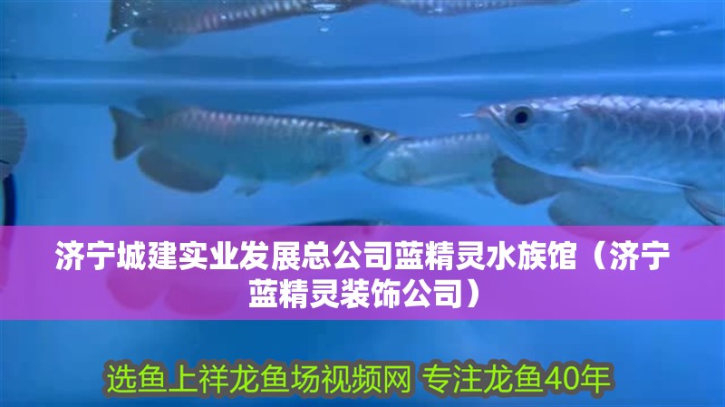 濟寧城建實業發展總公司藍精靈水族館（濟寧藍精靈裝飾公司） 濟寧城建實業發展總公司藍精靈水族館（濟寧藍精靈裝飾公司） 全國水族館企業名錄 第2張
