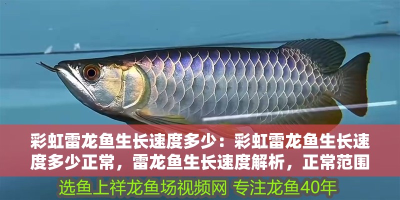彩虹雷龍魚生長速度多少：彩虹雷龍魚生長速度多少正常，雷龍魚生長速度解析，正常范圍