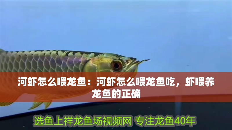 河蝦怎么喂龍魚：河蝦怎么喂龍魚吃，蝦喂養龍魚的正確