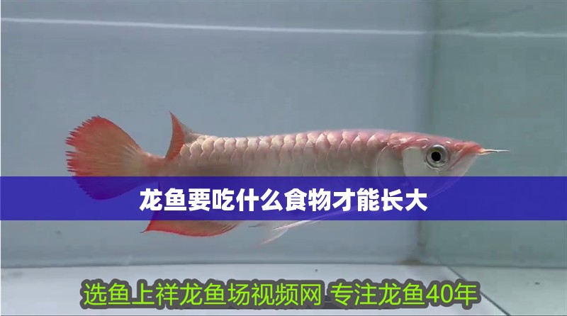 龍魚要吃什么食物才能長大 龍魚要吃什么食物才能長大 龍魚百科 第2張