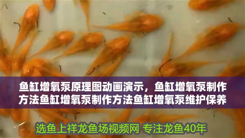 魚缸增氧泵原理圖動畫演示，魚缸增氧泵制作方法魚缸增氧泵制作方法魚缸增氧泵維護保養指南