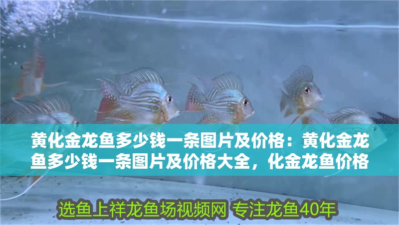 黃化金龍魚(yú)多少錢一條圖片及價(jià)格：黃化金龍魚(yú)多少錢一條圖片及價(jià)格大全，化金龍魚(yú)價(jià)格與圖片全解析