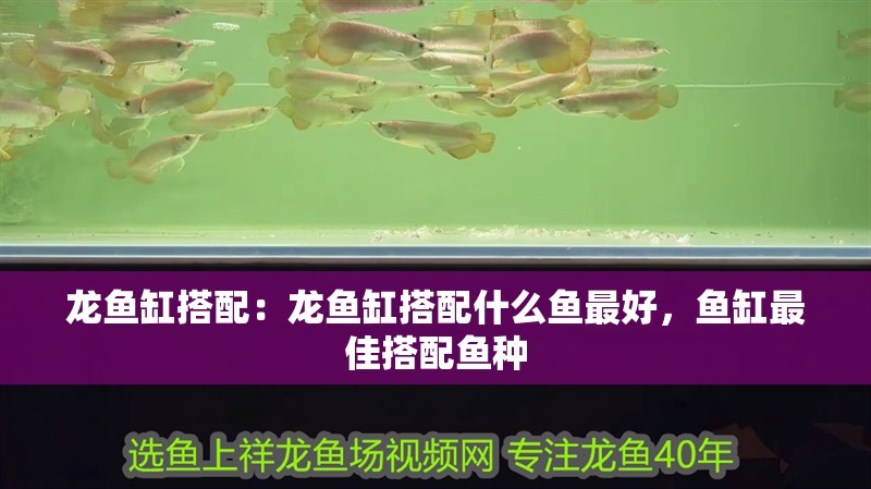 龍魚缸搭配：龍魚缸搭配什么魚最好，魚缸最佳搭配魚種