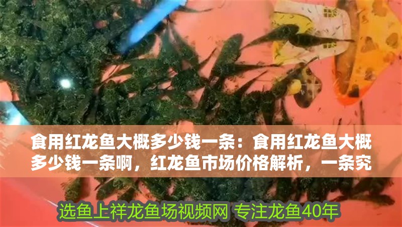 食用紅龍魚大概多少錢一條：食用紅龍魚大概多少錢一條啊，紅龍魚市場價格解析，一條究竟多少錢 食用紅龍魚大概多少錢一條：食用紅龍魚大概多少錢一條啊，紅龍魚市場價格解析，一條究竟多少錢 水族問答