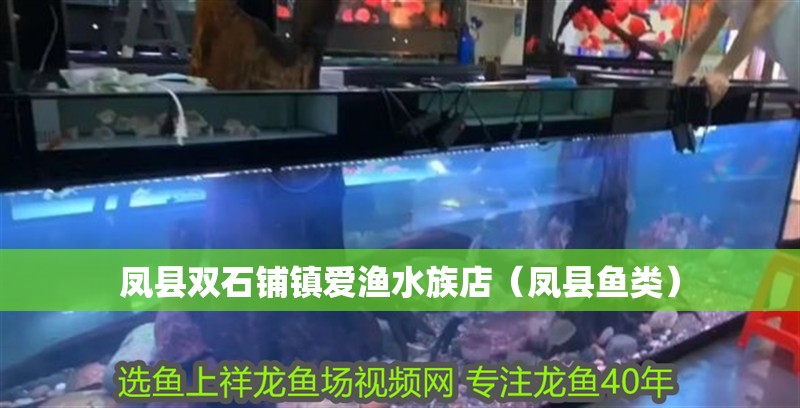 鳳縣雙石鋪鎮(zhèn)愛漁水族店(鳳縣魚類) 全國水族館企業(yè)名錄 第2張 鳳縣雙石鋪鎮(zhèn)愛漁水族店(鳳縣魚類) 鳳縣雙石鋪鎮(zhèn)愛漁水族店(鳳縣魚類) 全國水族館企業(yè)名錄 第2張