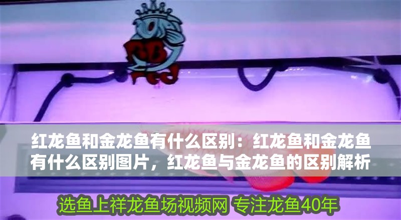 紅龍魚和金龍魚有什么區別：紅龍魚和金龍魚有什么區別圖片，紅龍魚與金龍魚的區別解析及對比圖片展示