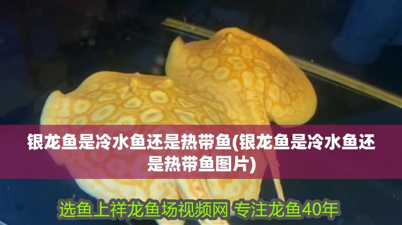 銀龍魚是冷水魚還是熱帶魚(銀龍魚是冷水魚還是熱帶魚圖片)