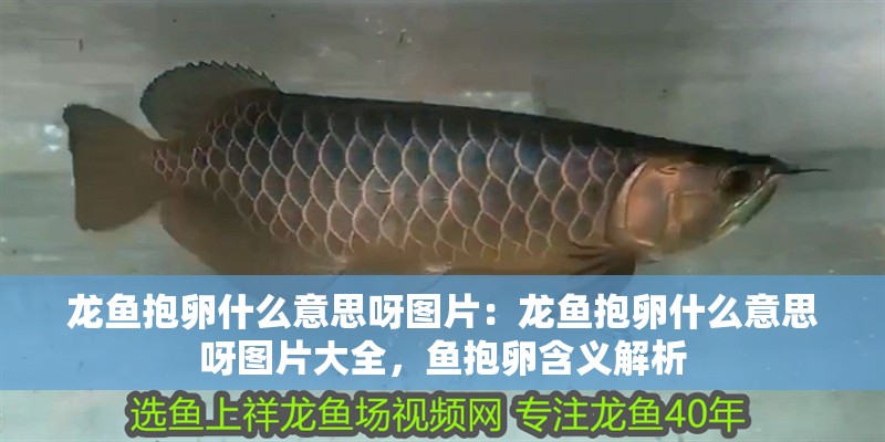 龍魚抱卵什么意思呀圖片：龍魚抱卵什么意思呀圖片大全，魚抱卵含義解析