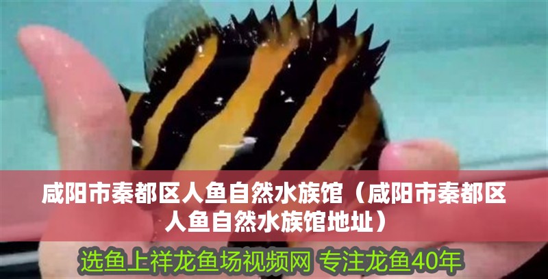 咸陽市秦都區(qū)人魚自然水族館（咸陽市秦都區(qū)人魚自然水族館地址）