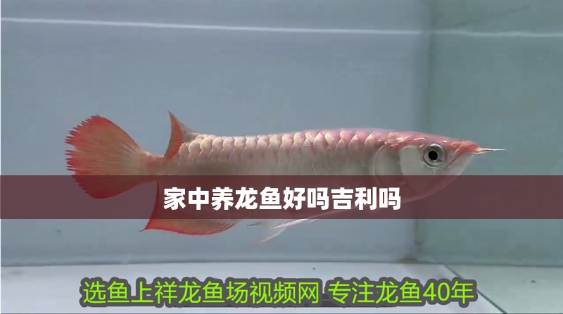 家中養龍魚好嗎吉利嗎