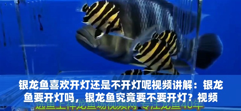 銀龍魚喜歡開燈還是不開燈呢視頻講解：銀龍魚要開燈嗎，銀龍魚究竟要不要開燈？視頻