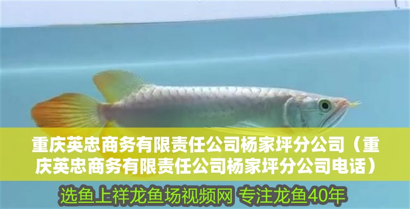 重慶英忠商務有限責任公司楊家坪分公司（重慶英忠商務有限責任公司楊家坪分公司電話） 重慶英忠商務有限責任公司楊家坪分公司（重慶英忠商務有限責任公司楊家坪分公司電話） 全國水族館企業名錄 第2張