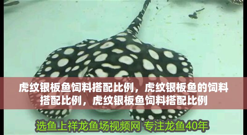 虎紋銀板魚飼料搭配比例，虎紋銀板魚的飼料搭配比例，虎紋銀板魚飼料搭配比例