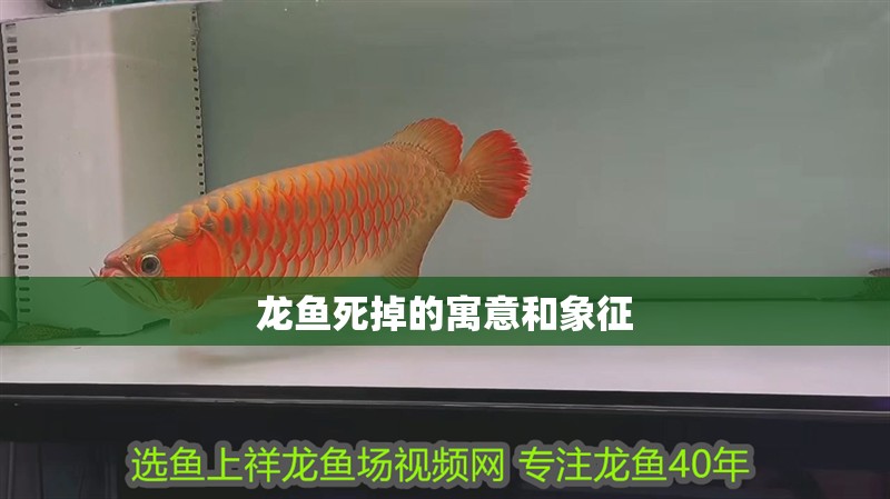 龍魚死掉的寓意和象征
