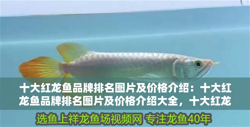 十大紅龍魚品牌排名圖片及價格介紹：十大紅龍魚品牌排名圖片及價格介紹大全，十大紅龍魚品牌排名、圖片與價格全解析 十大紅龍魚品牌排名圖片及價格介紹：十大紅龍魚品牌排名圖片及價格介紹大全，十大紅龍魚品牌排名、圖片與價格全解析 水族問答
