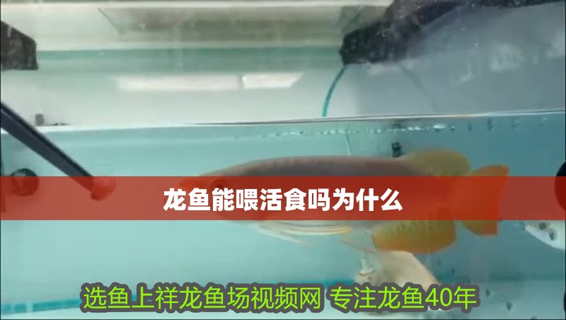 龍魚能喂活食嗎為什么