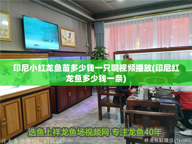 印尼小紅龍魚苗多少錢一只啊視頻播放(印尼紅龍魚多少錢一條)