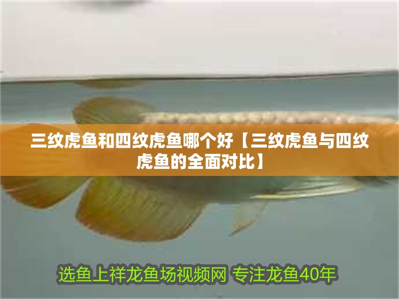 三紋虎魚和四紋虎魚哪個好【三紋虎魚與四紋虎魚的全面對比】 三紋虎魚和四紋虎魚哪個好【三紋虎魚與四紋虎魚的全面對比】 龍魚論壇