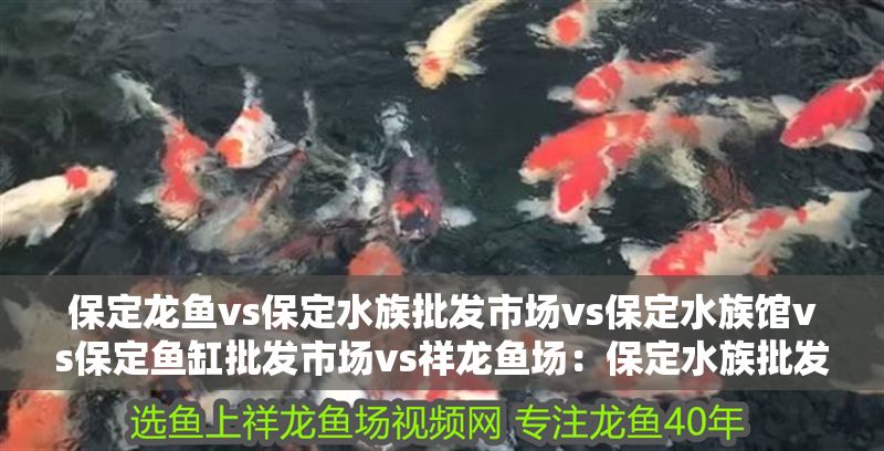 保定龍魚vs保定水族批發市場vs保定水族館vs保定魚缸批發市場vs祥龍魚場：保定水族批發市場和水族館對比保定魚缸批發市場和水族館