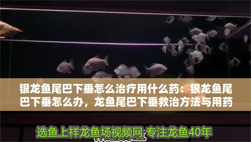 銀龍魚尾巴下垂怎么治療用什么藥：銀龍魚尾巴下垂怎么辦，龍魚尾巴下垂救治方法與用藥指南