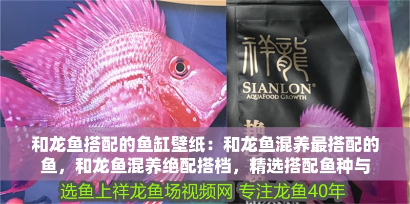 和龍魚搭配的魚缸壁紙：和龍魚混養最搭配的魚，和龍魚混養絕配搭檔，精選搭配魚種與 和龍魚搭配的魚缸壁紙：和龍魚混養最搭配的魚，和龍魚混養絕配搭檔，精選搭配魚種與 水族問答
