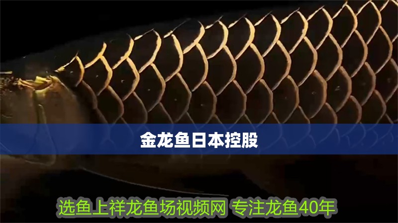 金龍魚日本控股