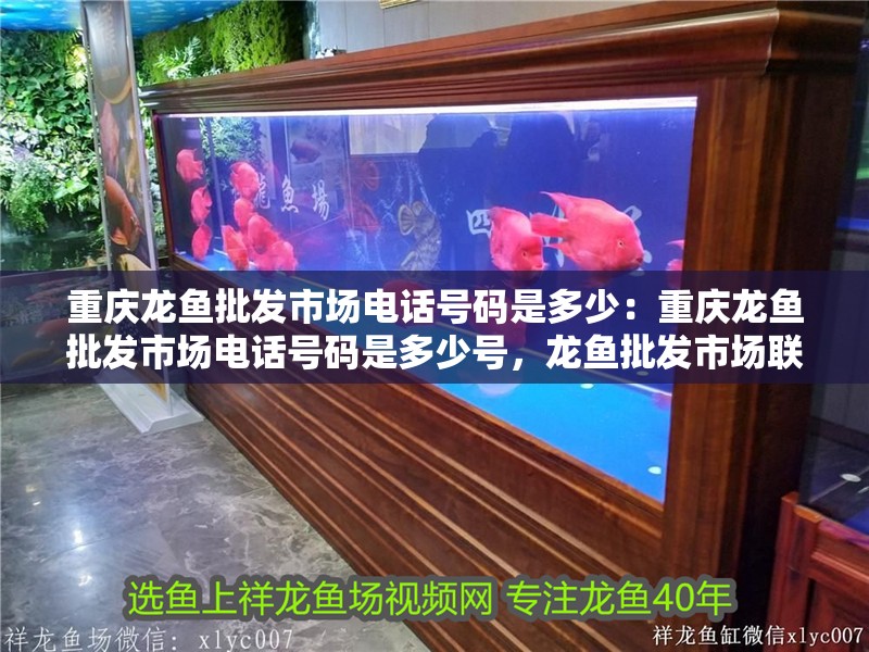 重慶龍魚批發市場電話號碼是多少：重慶龍魚批發市場電話號碼是多少號，龍魚批發市場聯系電話查詢 重慶龍魚批發市場電話號碼是多少：重慶龍魚批發市場電話號碼是多少號，龍魚批發市場聯系電話查詢 水族問答