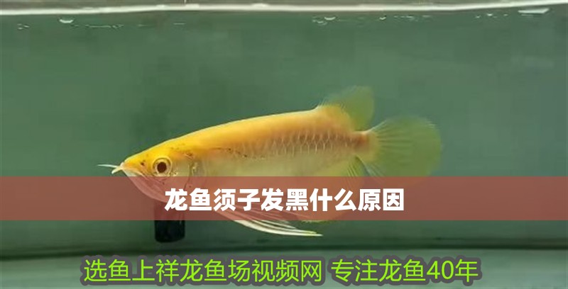 龍魚須子發黑什么原因 龍魚須子發黑什么原因 龍魚百科 第2張