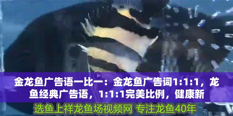 金龍魚廣告語一比一：金龍魚廣告詞1:1:1，龍魚經典廣告語，1:1:1完美比例，健康新